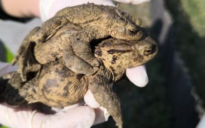 SOS za žabe: Naši učenici u volonterskoj akciji