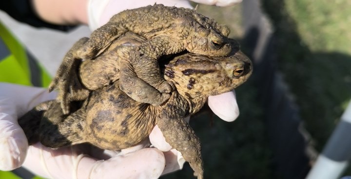 SOS za žabe: Naši učenici u volonterskoj akciji